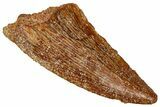 Serrated Raptor Tooth - Real Dinosaur Tooth #333374-1